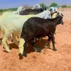 سواكن جذعان شبيه الحري
