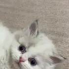 قطة هيمالايا بيور