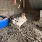 دجاجه فارسي