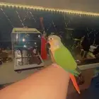 فرخ كنيور اليف نشبه