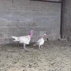 دجاج رومي ديك ودجاجه كفو ومشروطه من صحه ومن كل شي