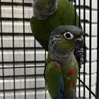 للبيع زوج كرمسيون صبغه (( تم البيع ))