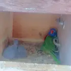 زوج لوري رمبو مع فرخين