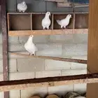 حمام فرنسي
