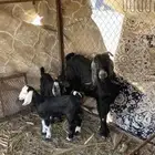 عنز طيبه معها 2 تيس وجفره نافره الجفره الموقع وادي الفرع