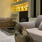 شيهانه طير للبيع