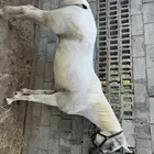 فرس مصرية بيور