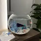 سمكه ماتقعد مع احد لازم لحالها