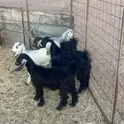 أربع جفار وتيس