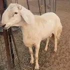 خروف صنف طيب وسليم التواصل واتساب فقط