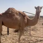 ناقه لقحه