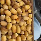 رطب إخلاص