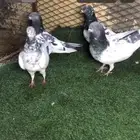 حمام باكستاني