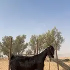 شامية فاخرة ( حاصب ) جبره وناهيه