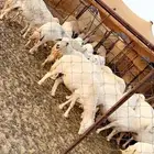 غنم مراح كفو كفو متابيع ودفيع