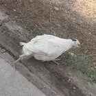 سمان تكساس بشاير