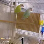 ازواج روز منتجه شرط القنفذة ( تم البيع )