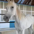 فرس واهو للبيع