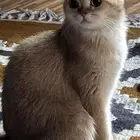 قطة سكوتش ستريت منتجه مع صغارها