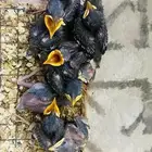فروخ مينو
