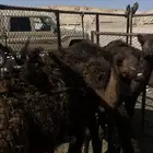 حشيان