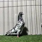 حمام باكستاني كراس
