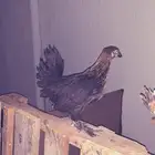 دجاج مهجن براهمه