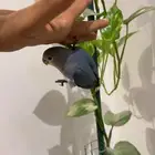 روز اليف هدد نشبه م عنده عض