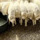 بهم تربيه