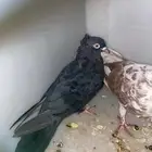 قطايف