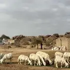 ضان دفع بفحلها