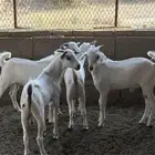 تيوس بلدي تممم البيعع