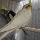 طيور كروان أليفه ( ذكر وانثى )