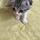 ثلاث قطط العمر شهرين أليفات مره ويحبون اللعب