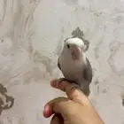 روز