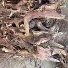 حطب مستورد يابس