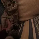 قطة سكوتش فولد قولد