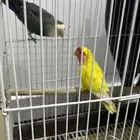جوز روز وخمسة فردات زيبرا
