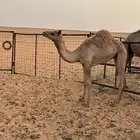 بكره هجن