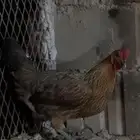 دجاج عربي