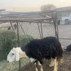 خروف فحل