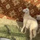 ذبيحة رخل وتعيد