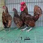 طقم دجاج سبرايت