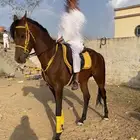 حصان شعبي شيخ