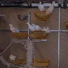 قماري هولندي