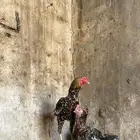 ديك سندي