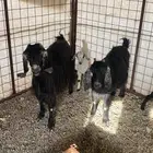 معزا ثنتين معها تيس وجفره روم وديوسها سليمه