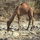 قعدان للبيع