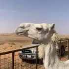 للبيع خلفه ناقه بنته بكره كفو