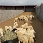 رخيل تربية مزارع